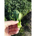 60 days type Vegetable seedlings russia rapeseeds seeds choysum price